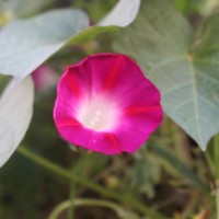 Ipomoea purpurea (L.) Roth